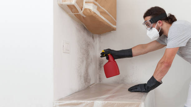 Professional Black Mold Removal technician working in Auburn, NY